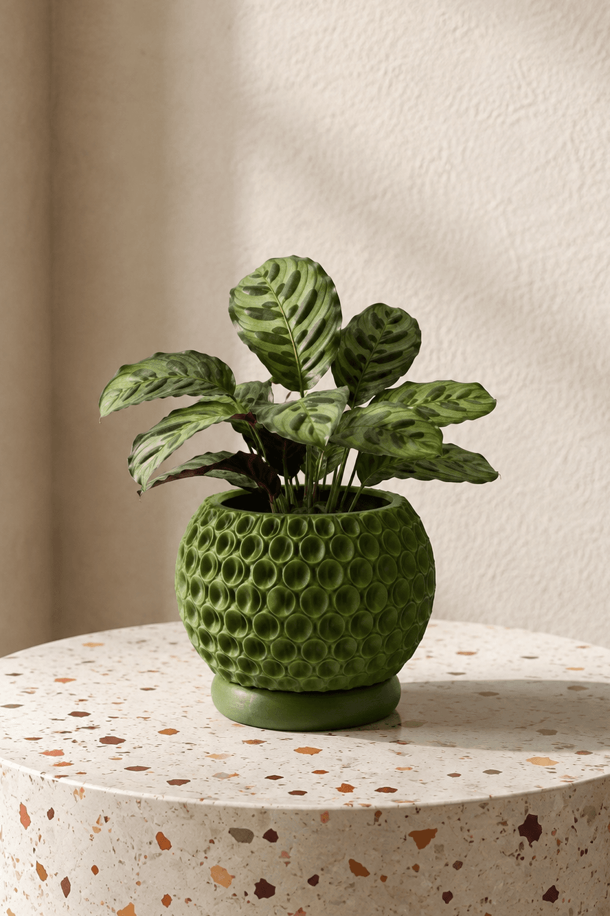 DOTS Tabaklı Saksı